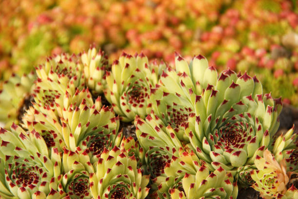 Houseleeks in a stone garden