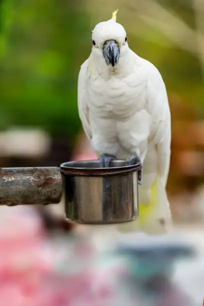 white young parrot sits on an iron manger, a portrait of a bird looks into the camera