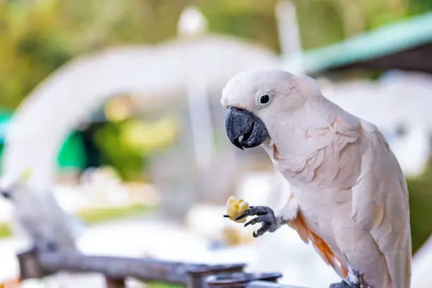 white parrot holds with yellow fruit in its paw with copy space