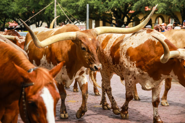 Longhorn Cattle Drive in Texas Longhorn Cattle Drive at the stockyards of Fort Worth, Texas, USA fort worth stock pictures, royalty-free photos & images