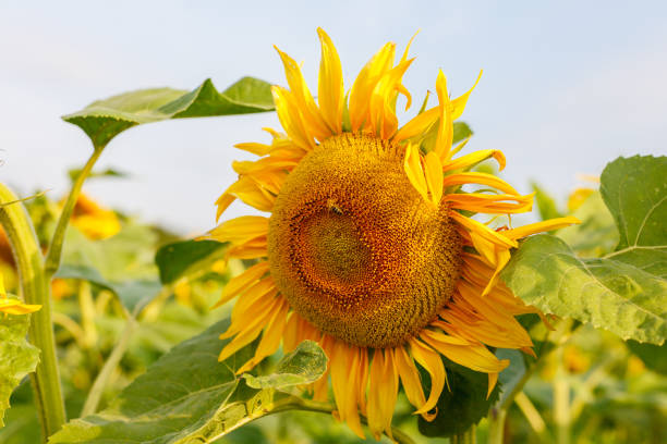 istock sunflowers in the field 1219455727