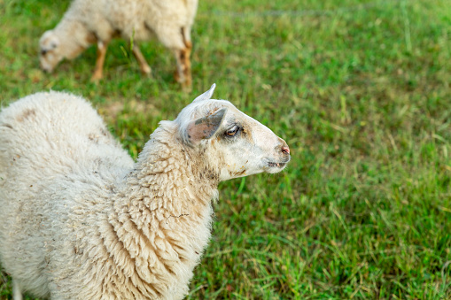 young sheep stands half a turn amid a green meadow with copy space