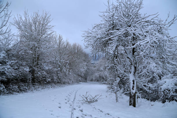 istock Winter landscape with trees covered in white snow 1219456546
