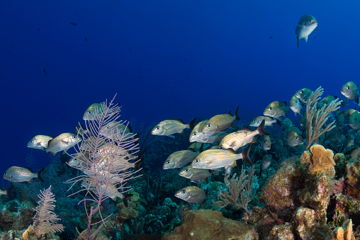 View of the stunning Caribbean coral reef with the Caesar grunt (Haemulon carbonarium) in Little Cayman, Cayman Islands