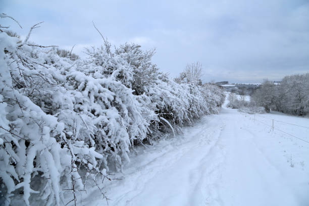 istock Winter landscape with trees covered in white snow 1219456580