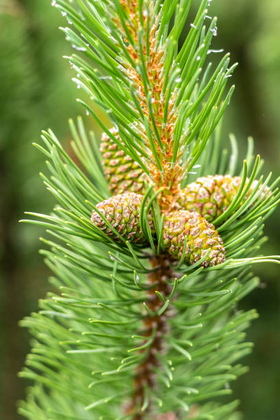 istock green cedar branch with long needles and pine cones vertical background 1219458423