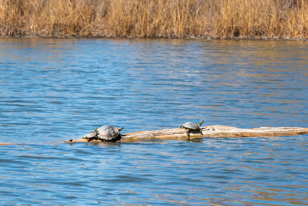 Painted turtles basking in sunlight in springtime in a pond in Skaha Park, Penticton, BC, Canada