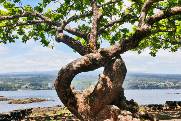 istock Hawaii Big Island view, Hilo area. 1219459156