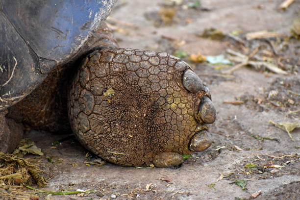 istock Galapagos giant tortoises 1219459189