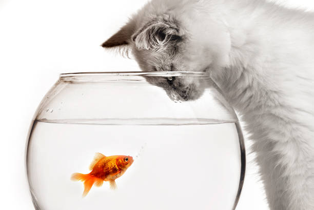 Gatto e un pesce d'oro - foto stock