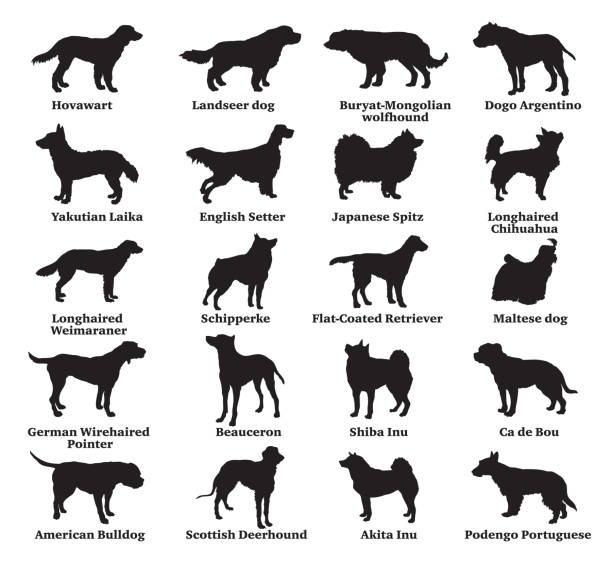 Set of dogs silhouettes-7 Vector set of different breeds dogs silhouettes isolated in black color on white background. Part 7 dogo argentino stock illustrations