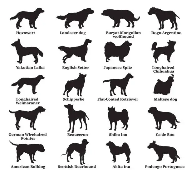 Vector illustration of Set of dogs silhouettes-7