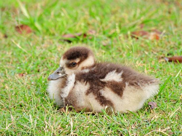 istock Egyptian Goose (Alopochen aegyptiaca) duckling lying down in the grass 1219459321