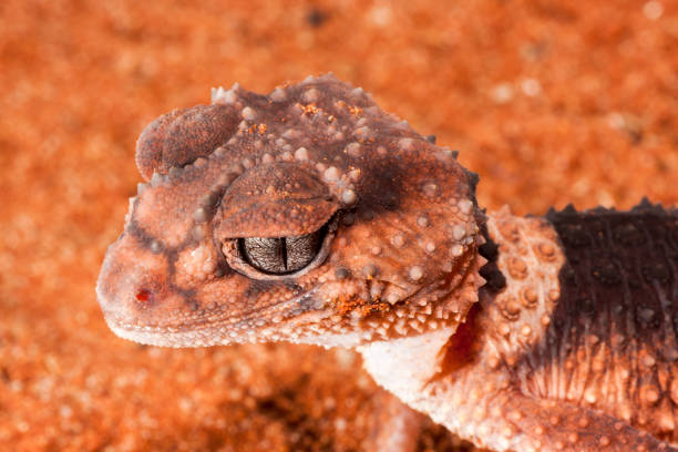istock Banded Knob-tailed Gecko 1219460684
