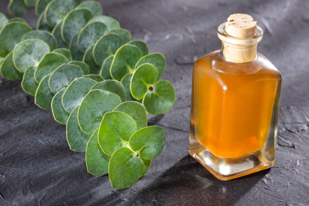 istock Eucalyptus little boy blue - Eucalyptus essential oil and fresh leaves 1219462339