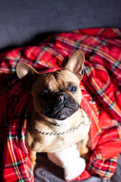 istock Dog covered with paid blanket 1219462373