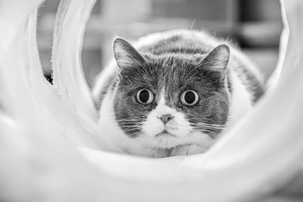 Cute cat with dilated pupils focused on a target while playing in a tunnel; black and white