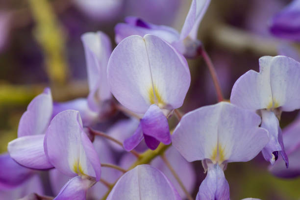 detalle de flores de wisteria - wisteria fotografías e imágenes de stock