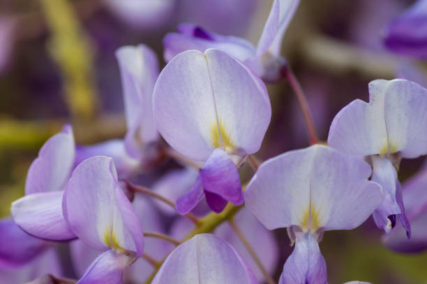 dettaglio fiori di glicine - wisteria foto e immagini stock