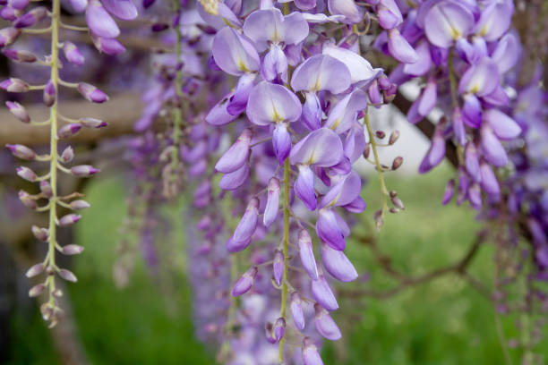 istock Wisteria flowers 1219466184