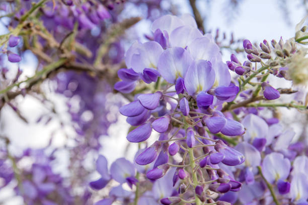 istock Wisteria flowers 1219466188