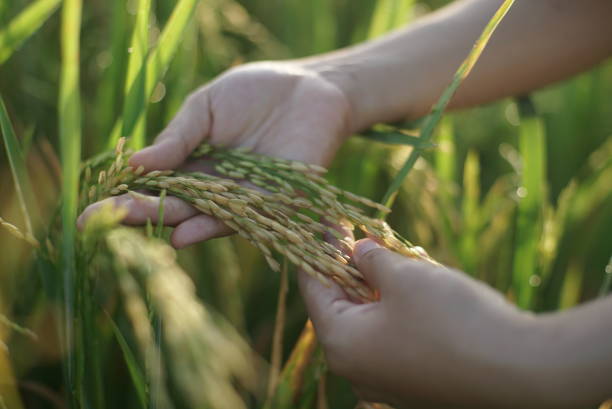 istock Close up hand harvesting paddy 1219466298