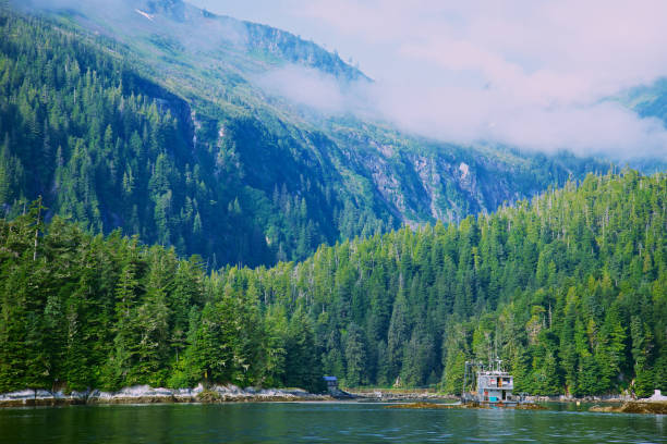 istock Forest With The Dock By The Glacier Bay In Alaska 1219467012