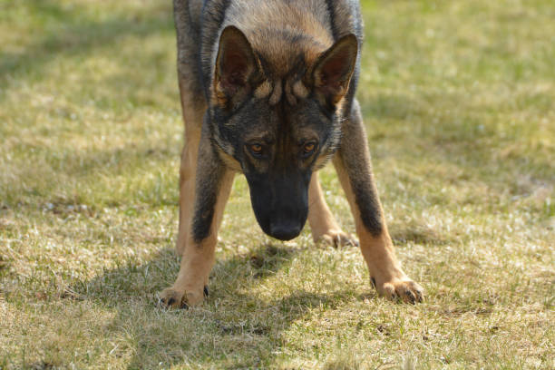 perro sheppard alemán - german sheppard fotografías e imágenes de stock