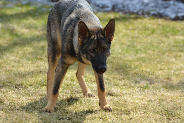 perro sheppard alemán - german sheppard fotografías e imágenes de stock