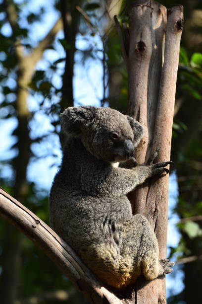 istock Koala, a mammal that lives only in Australia 1219468544
