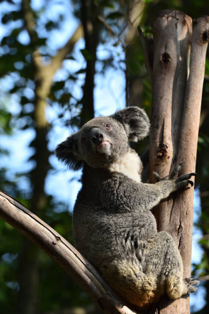 istock Koala, a mammal that lives only in Australia 1219468550