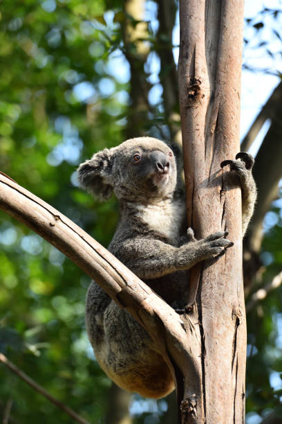istock Koala, a mammal that lives only in Australia 1219468552