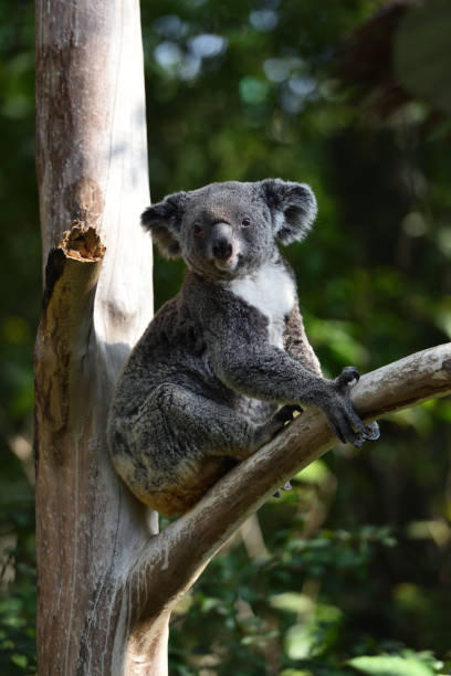 istock Koala, a mammal that lives only in Australia 1219468580