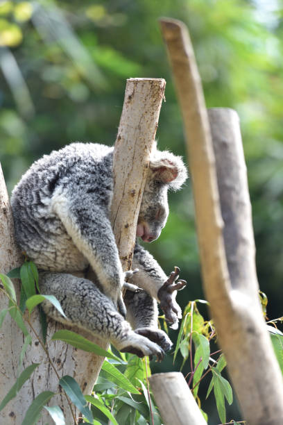 istock Koala, a mammal that lives only in Australia 1219469139