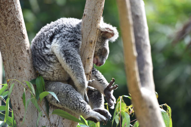 istock Koala, a mammal that lives only in Australia 1219469142