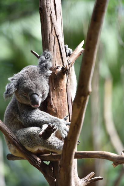 istock Koala, a mammal that lives only in Australia 1219469143