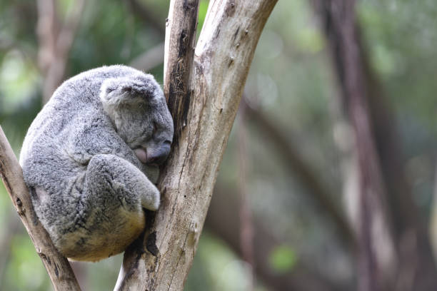 istock Koala, a mammal that lives only in Australia 1219469144