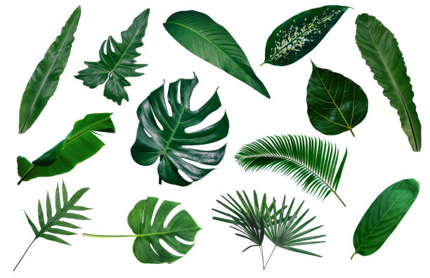 istock green leaves for background and wallpaper 1219469396