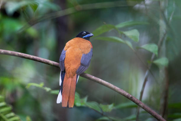 istock Adult Cinnamon-rumped trogon (Harpactes orrhophaeus) 1219470116