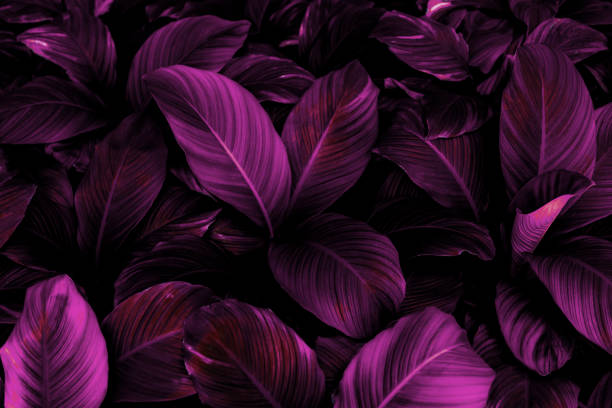 istock green leaves for background and wallpaper 1219470714