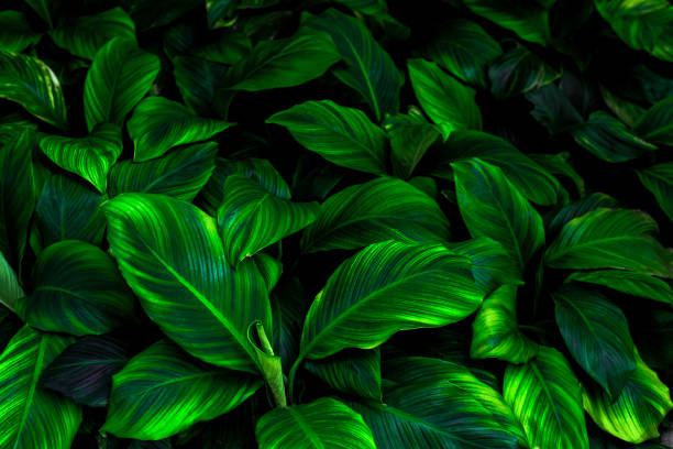 istock green leaves for background and wallpaper 1219470716