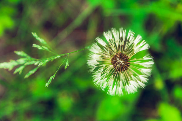 Fluffy dandelion in green grass