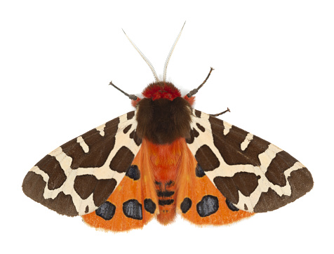 Garden tiger moth, Arcrtia caja isolated on white background, macro photo.