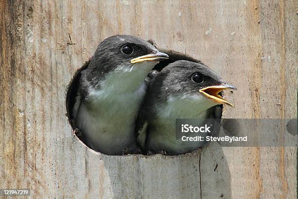 Babyvögel In Einem Vogelhaus Stockfoto und mehr Bilder von Betteln - Tierisches Verhalten - Betteln - Tierisches Verhalten, Farbbild, Fotografie