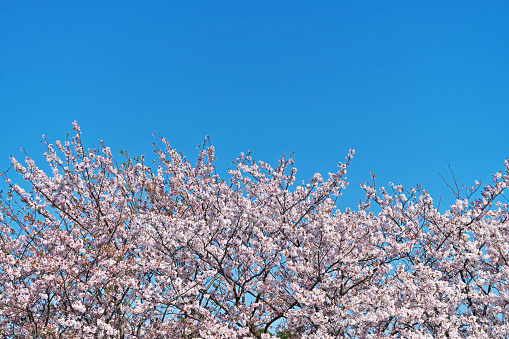 Cherry trees in full blossom\nCherry blossoms in full bloom