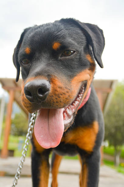 istock Rottweiler Mix Dog pet smiling happy 1219473489