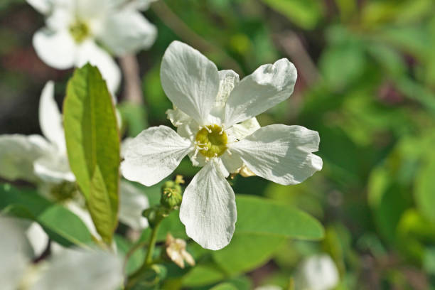 istock Exochorda racemosa 1219473492