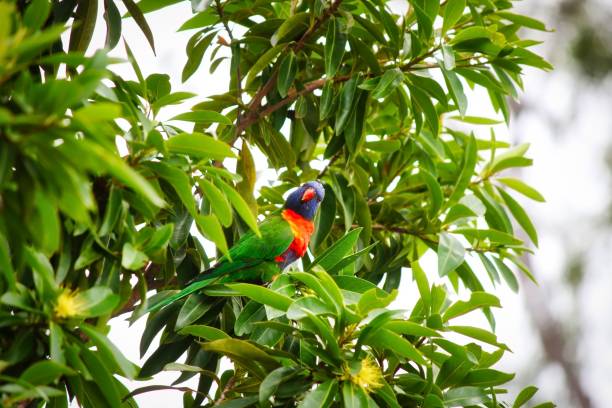 istock Colorful Rainbow Larikeet On Tree 1219473507