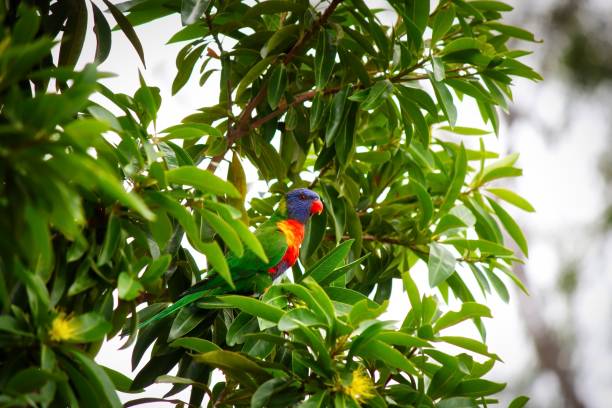 istock Colorful Rainbow Larikeet On Tree 1219473508