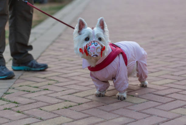 istock Little white dog dressed outdoors with a mask 1219475199